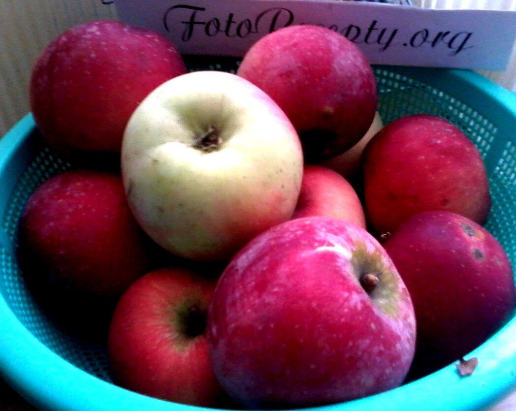 1. Яблочный сидр - моем яблоки.jpg